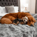A golden retriever and a small dog are cuddling on a bed covered with the Paw PupProtector™ Waterproof Throw Blanket - Charcoal Grey Puppy Blankets