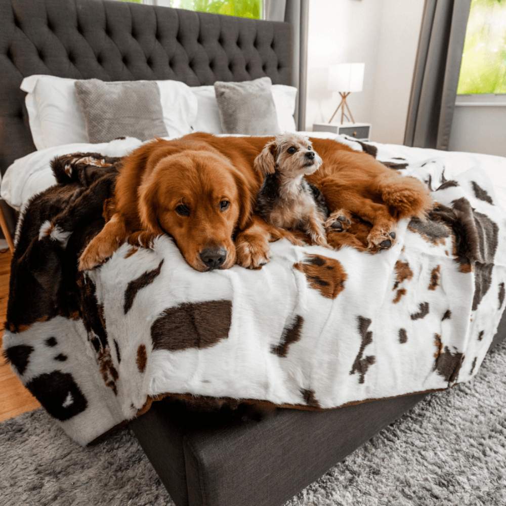 A golden retriever and a small dog are relaxing on a bed covered with the Paw PupProtector™ Waterproof Throw Blanket - Brown Faux Cowhide Dog Blanket For Bed
