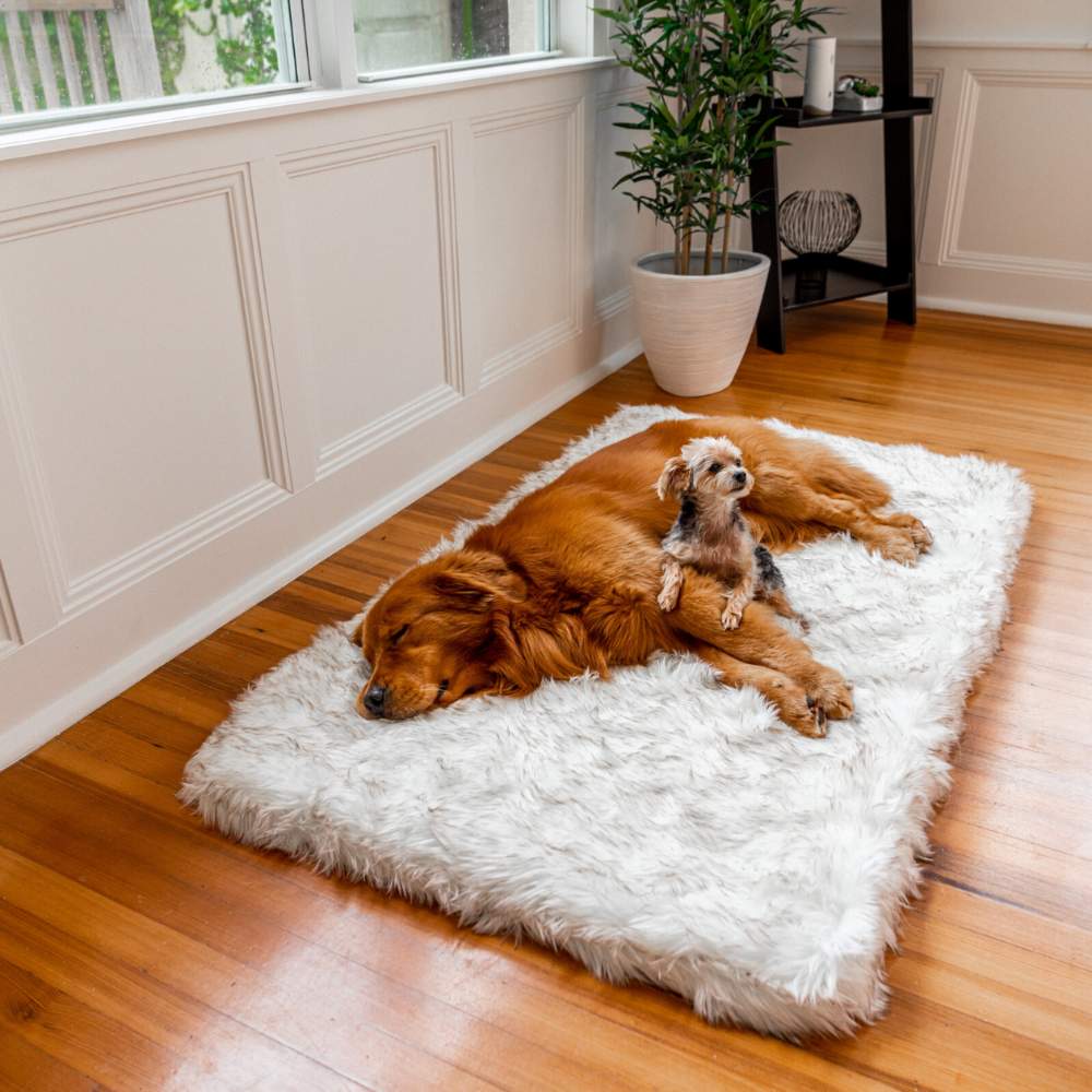 A golden retriever and a small dog resting on a Rectangle White with Brown Accents Paw PupRug Faux Fur Orthopedic Dog Bed