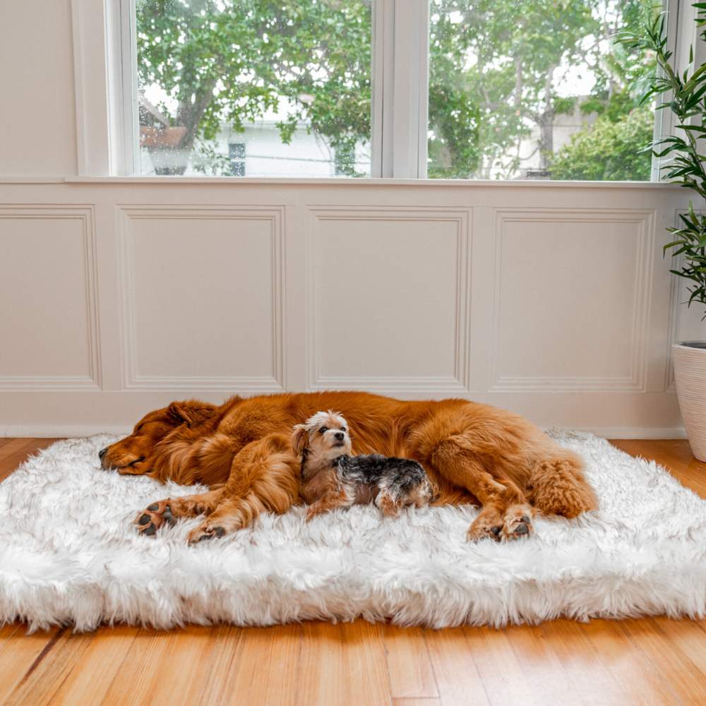 A golden retriever and a small dog sleeping on a Rectangle White with Brown Accents Paw PupRug Faux Fur Orthopedic Dog Bed in a bright room
