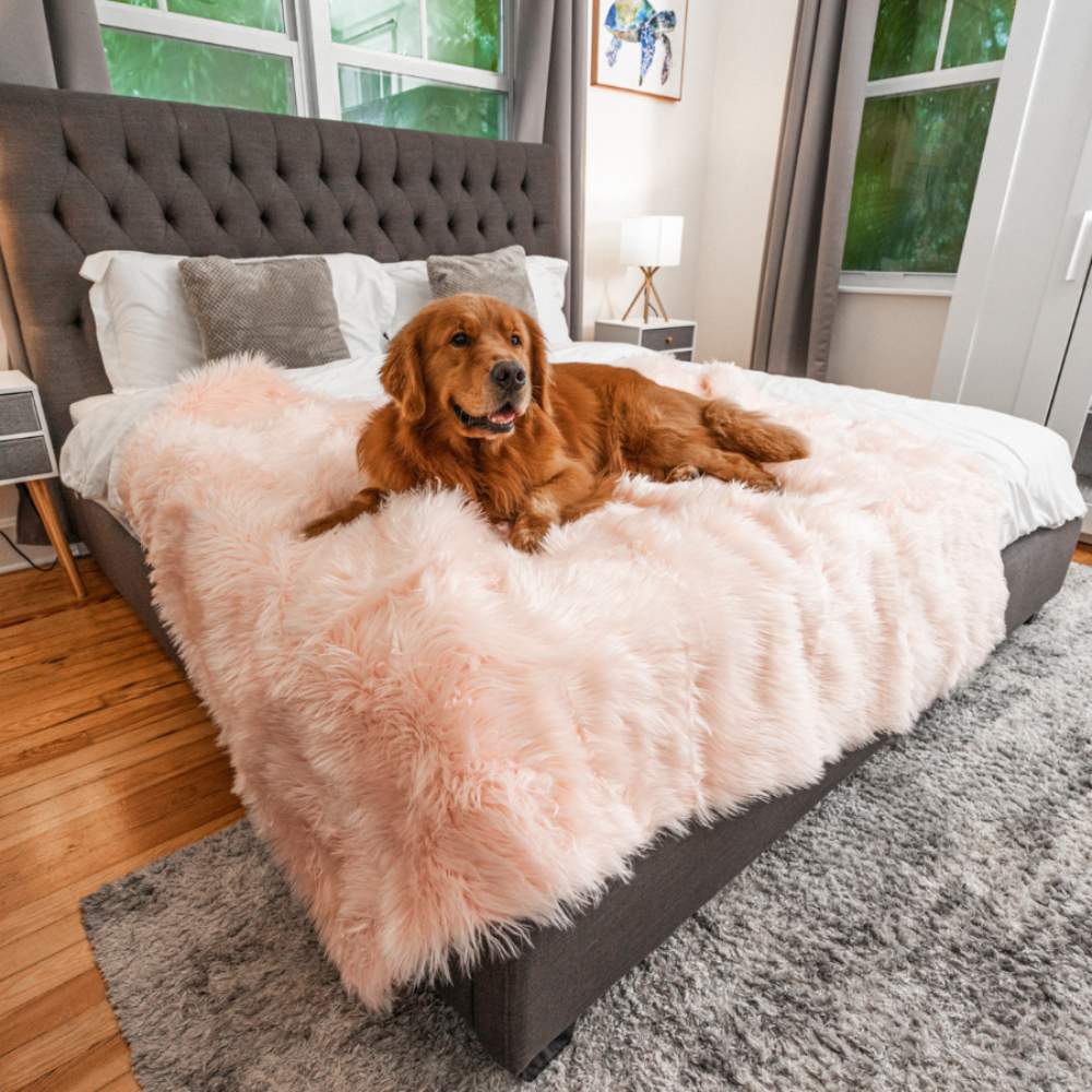 A golden retriever is comfortably lying on a bed covered with the Paw PupProtector™ Waterproof Throw Blanket - Blush Pink Best Waterproof Dog Blanket