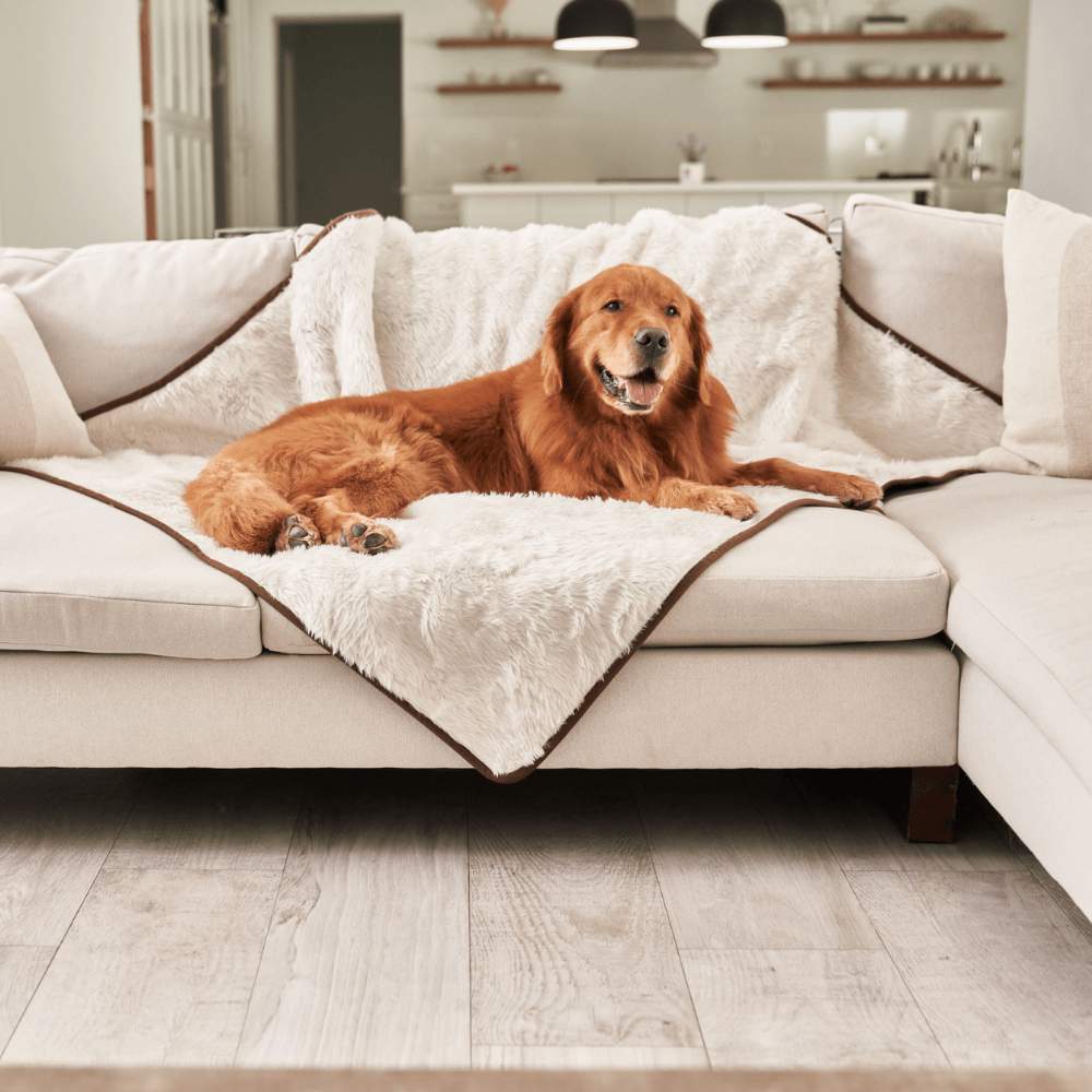 A golden retriever is happily lounging on a couch covered with the Paw PupProtector™ Short Fur Waterproof Throw Blanket - Polar White