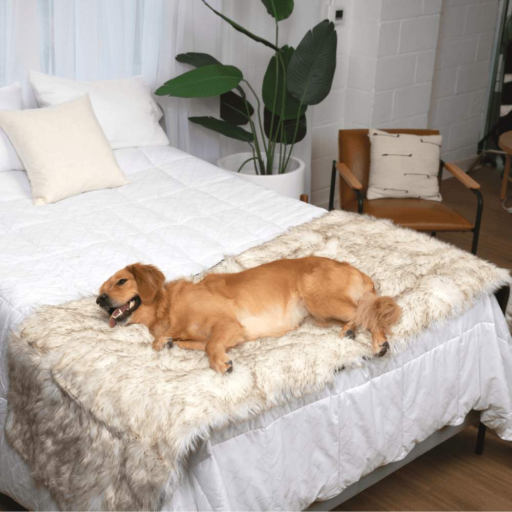 A golden retriever is lounging on a bed with the Paw PupProtector™ Waterproof Bed Runner - White with Brown Accents