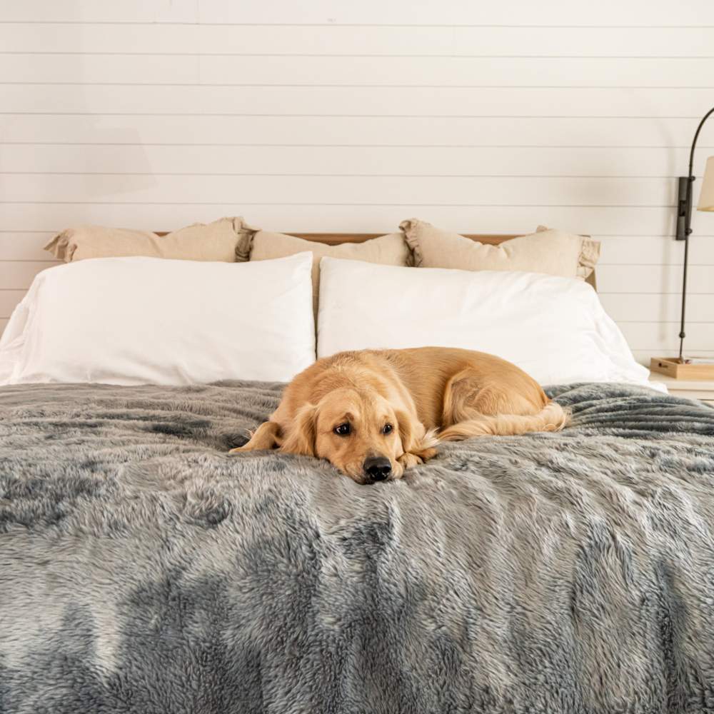 A golden retriever is lying on a bed covered with the Paw PupProtector™ Short Fur Waterproof Throw Blanket - Charcoal Grey Faux Fur Dog Blanket