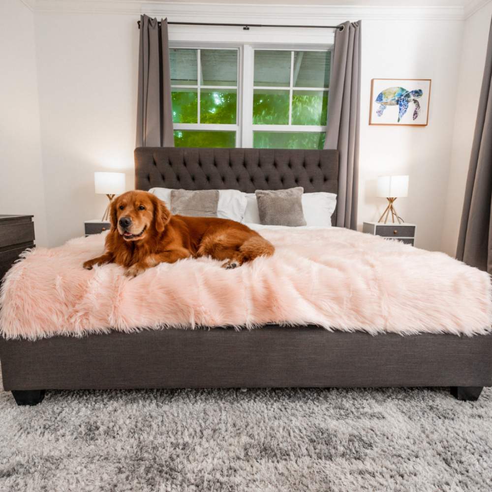 A golden retriever is lying on a bed covered with the Paw PupProtector™ Waterproof Throw Blanket - Blush Pink, enjoying its comfort