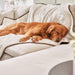 A golden retriever is peacefully sleeping on a couch covered with the Paw PupProtector™ Short Fur Waterproof Throw Blanket - Polar White