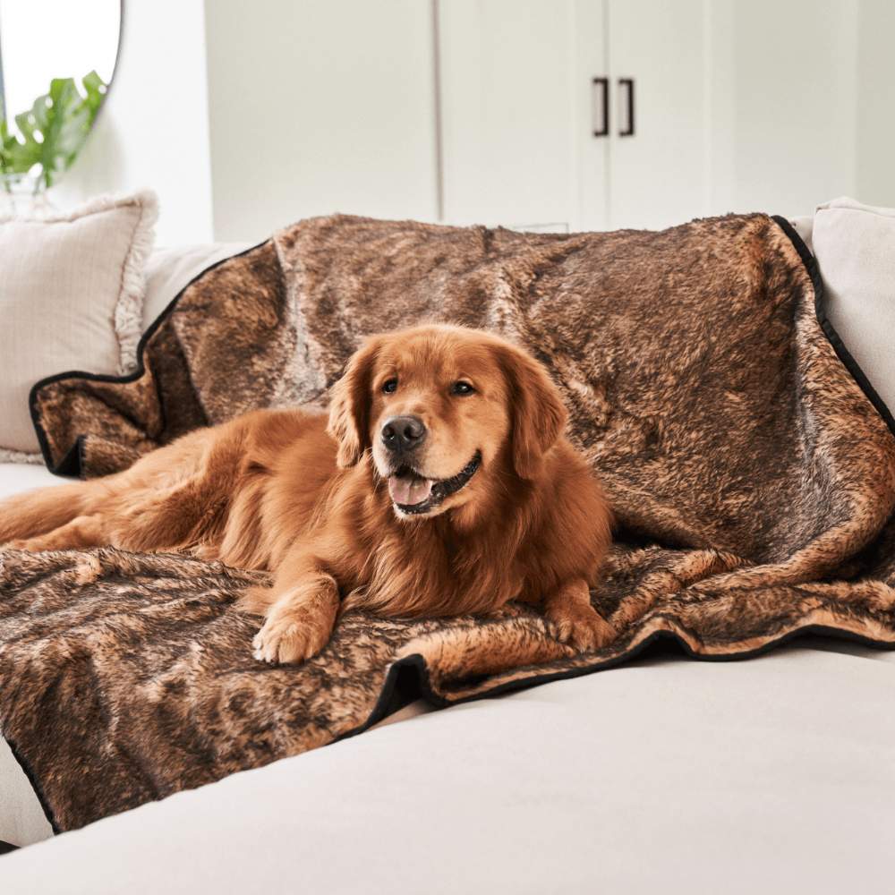 A golden retriever is relaxing on a couch covered with the Paw PupProtector™ Short Fur Waterproof Throw Blanket - Sable Tan Dog Blankets