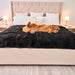 A golden retriever is resting on a bed covered with the Paw PupProtector™ Short Fur Waterproof Throw Blanket - Midnight Black, sleeping on its back