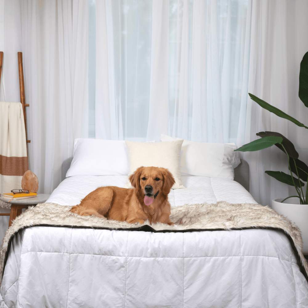 A golden retriever is sitting on a bed covered with the Paw PupProtector™ Waterproof Bed Runner - White with Brown Accents