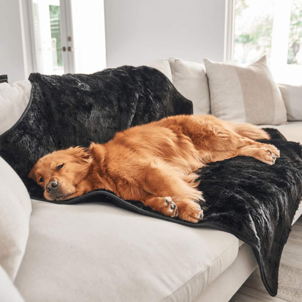 A golden retriever is sleeping comfortably on the Paw PupProtector™ Short Fur Waterproof Throw Blanket - Midnight Black, draped over a couch