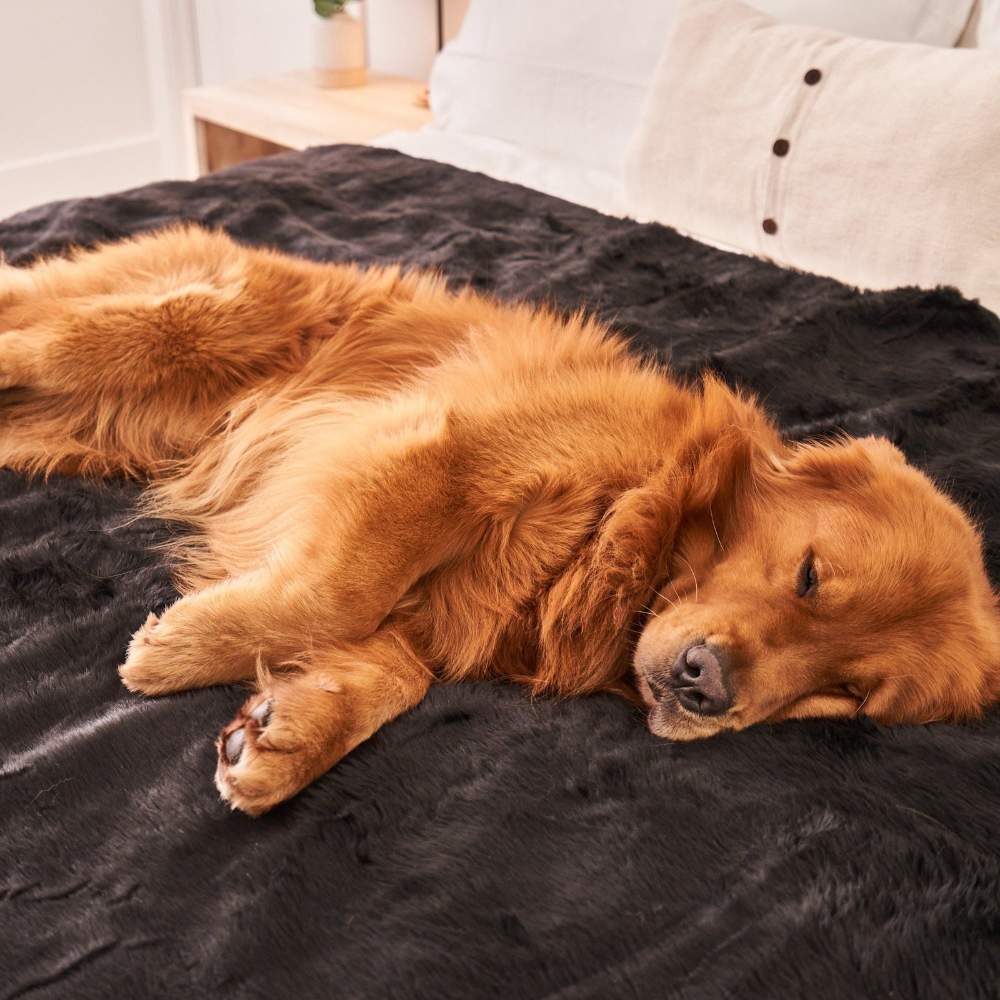 A golden retriever is soundly sleeping on a bed covered with the Paw PupProtector™ Short Fur Waterproof Throw Blanket - Midnight Black