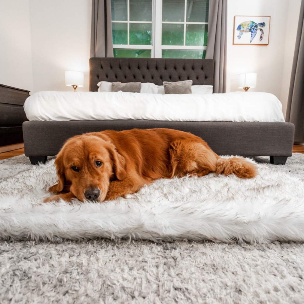 A golden retriever lying down on a Rectangle White with Brown Accents Paw PupRug Faux Fur Orthopedic Dog Bed in a bedroom