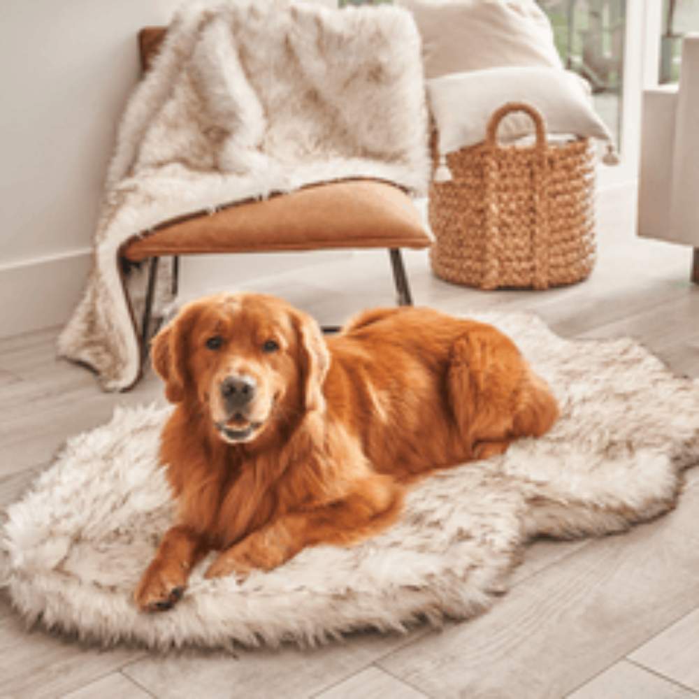 A golden retriever lying on a Curve White with Brown Accents Paw PupRug Faux Fur Orthopedic Dog Bed in a cozy living room