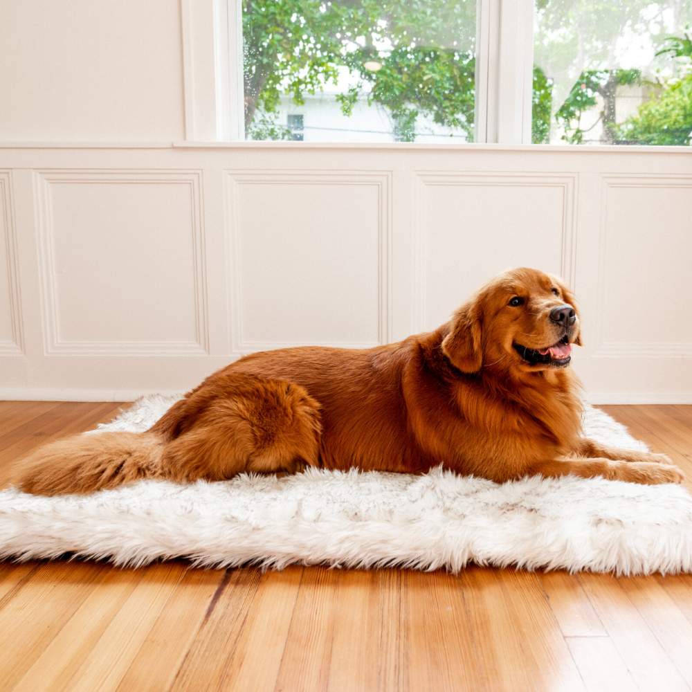 A golden retriever lying on a Rectangle White with Brown Accents Paw PupRug Faux Fur Orthopedic Dog Bed by a window