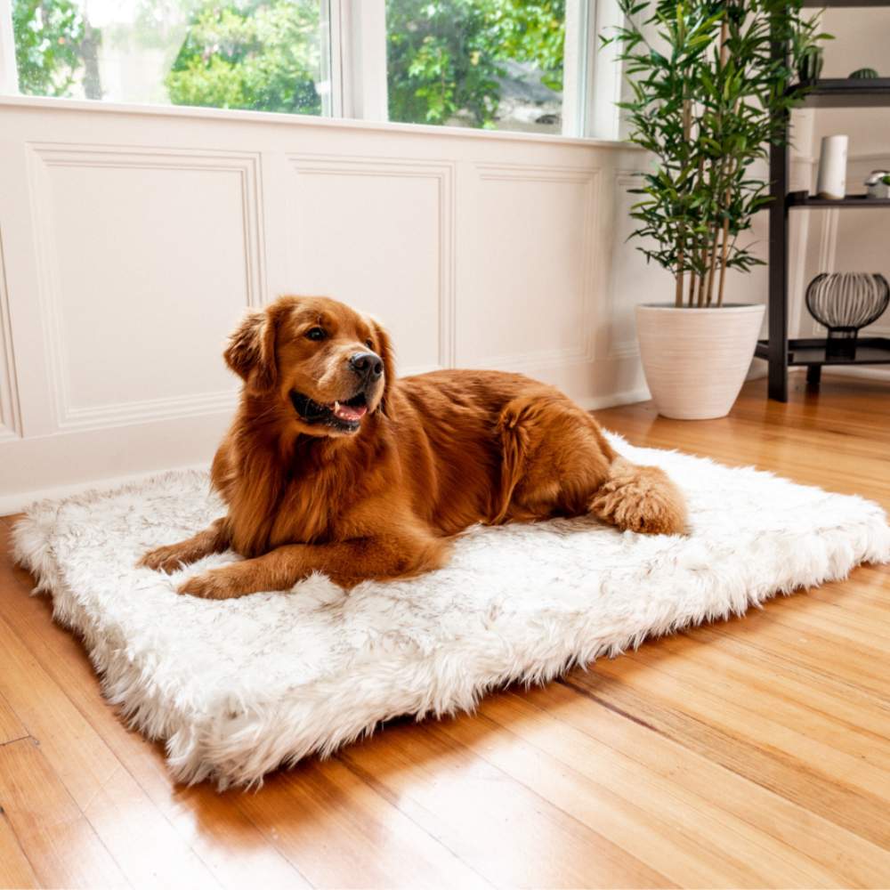 A golden retriever resting on a Rectangle White with Brown Accents Paw PupRug Faux Fur Orthopedic Dog Bed by a window