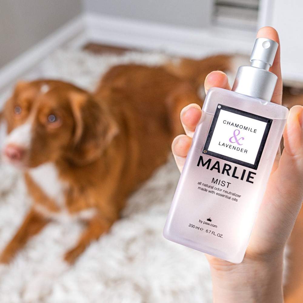 A hand holding a bottle of Paw Marlie Mist Pet Odor Eliminator Spray with Essential Oils - Chamomile & Lavender with a dog lying on a rug in the background
