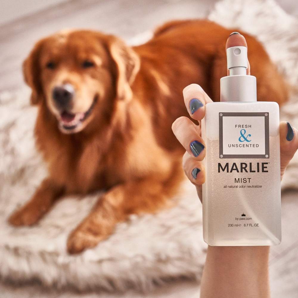 A hand holding a bottle of Paw Marlie Mist Pet Odor Eliminator Spray with Essential Oils - Fres & Unscented with a happy Golden Retriever in the background