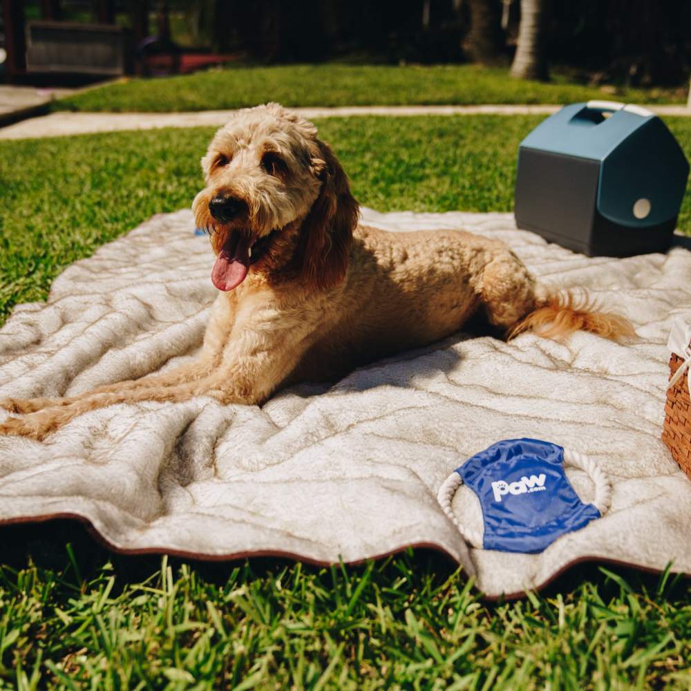 A happy brown dog lying on the Paw PupProtector™ Short Fur Waterproof Throw Blanket - White with Brown Accents on a grassy lawn