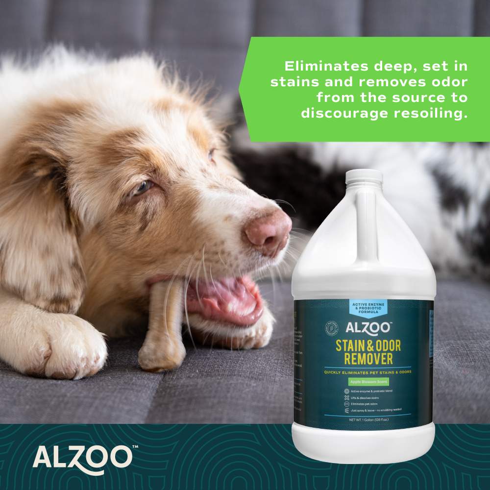 A happy dog chewing a bone next to the ALZOO Enzyme-Based Stain & Odor Remover - Apple Blossom bottle