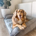 A happy dog comfortably resting on the Paw PupChill™ Cooling Bolster Dog Bed in a stylish home environment