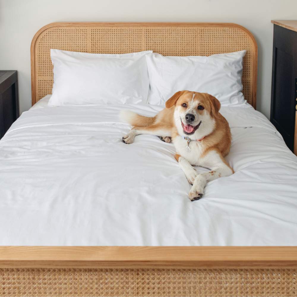 A happy dog lying on a neatly made bed with white bedding, demonstrating the Paw PupSheets™ Hair Resistant, Antimicrobial, & Cooling Duvet Cover and Sheet Set Bundle - White