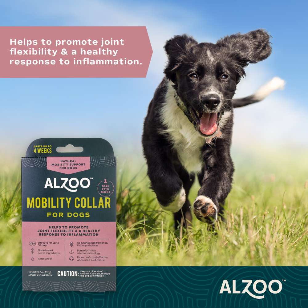 A happy dog running in a field with the ALZOO Plant-Based Mobility Collar for Dogs prominently displayed