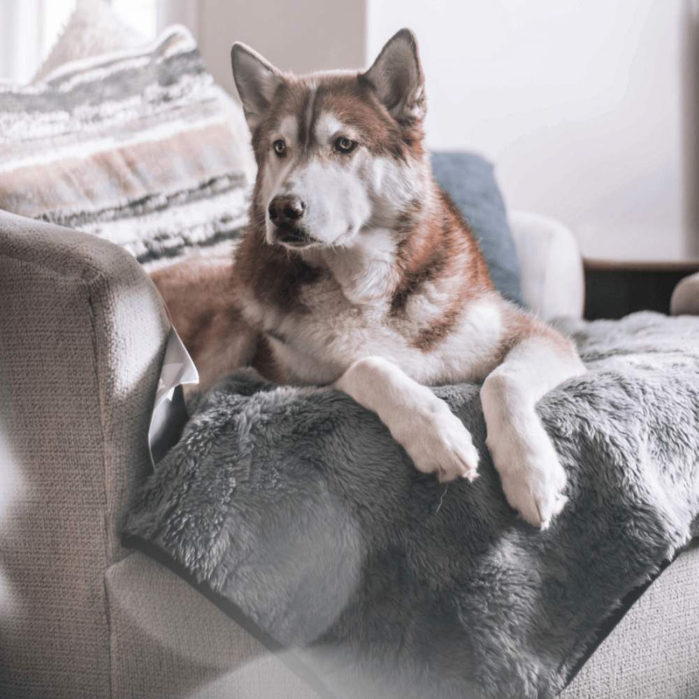 A husky is lounging on an armchair covered with the Paw PupProtector™ Short Fur Waterproof Throw Blanket - Charcoal Grey