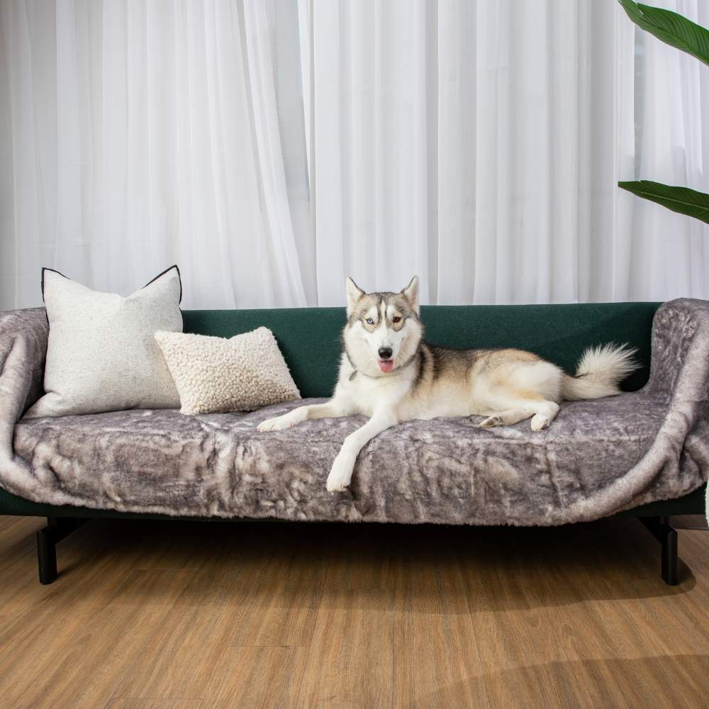 A husky is relaxing on a couch covered with the Paw PupProtector™ Waterproof Bed Runner - Ultra Soft Chinchilla
