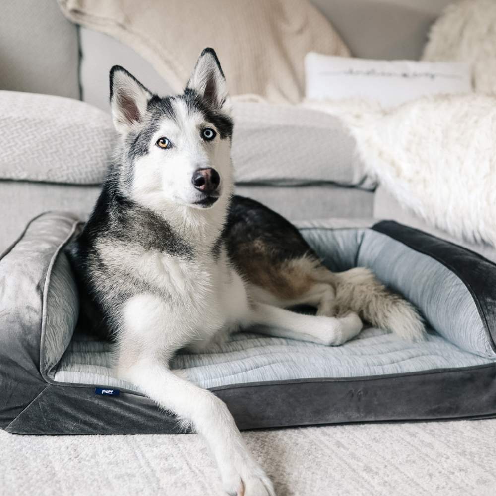 A husky with heterochromia (different colored eyes) is resting on the Paw PupChill™ Cooling Bolster Dog Bed in a cozy living room