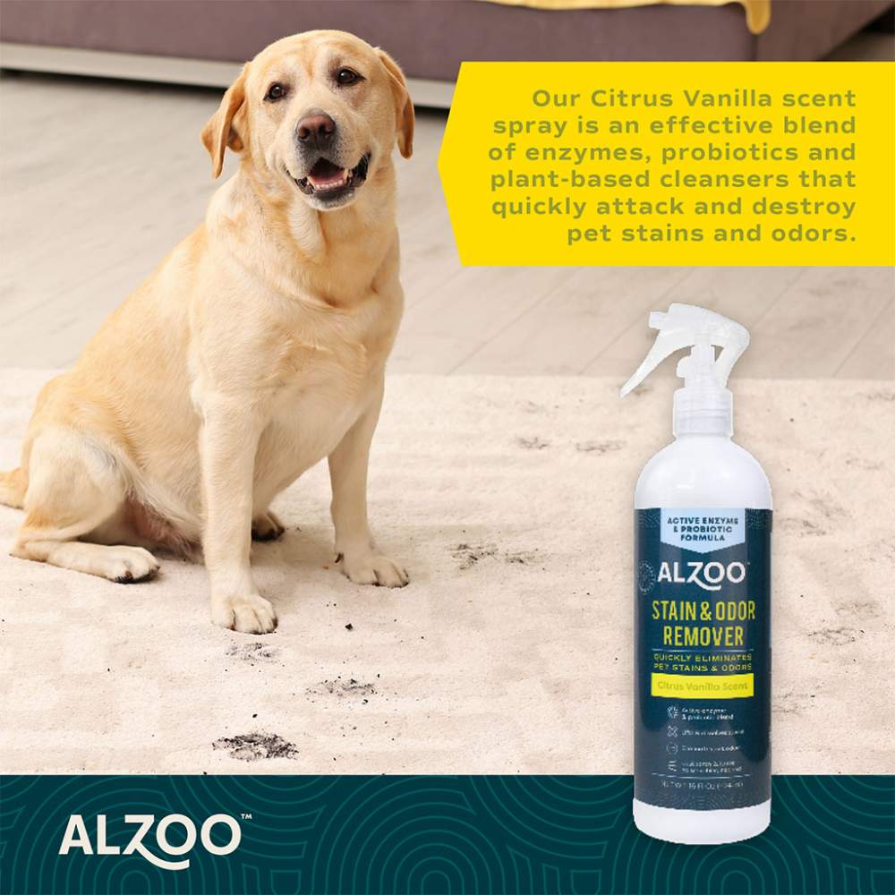 A labrador sits on a light carpet with paw prints beside a bottle of ALZOO Enzyme-Based Stain & Odor Remover Spray 16oz - Citrus Vanilla