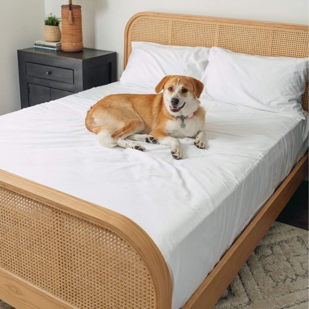 A large dog comfortably lying on a white bed with a rattan headboard, demonstrating the Paw PupSheets™ Hair Resistant, Antimicrobial, & Cooling Bed Sheet Set - White