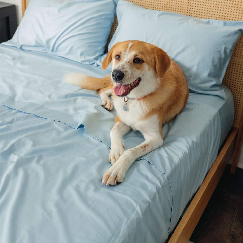 A large dog lying comfortably on a bed with light blue sheets, demonstrating the Paw PupSheets™ Hair Resistant, Antimicrobial, & Cooling Bed Sheet Set - Sky Blue