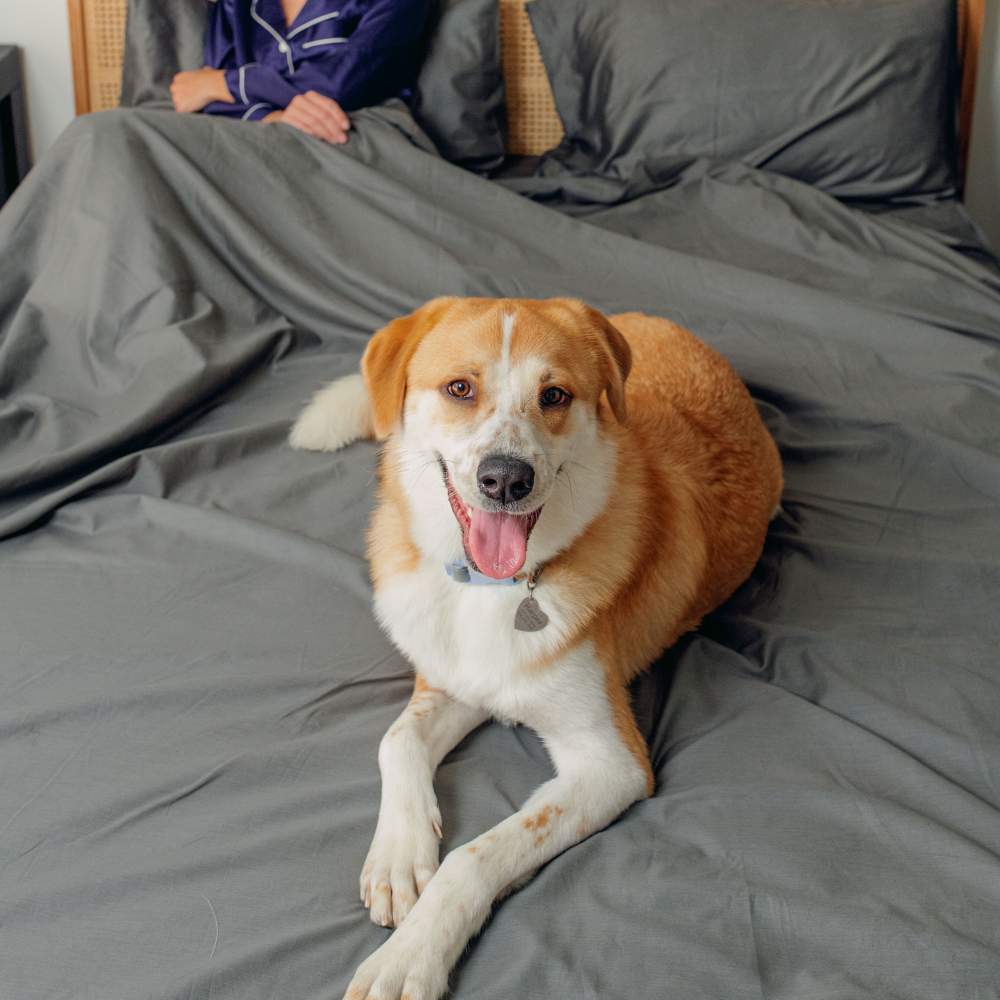 A large dog lying on a bed with gray sheets while a person relaxes, emphasizing the Paw PupSheets™ Hair Resistant, Antimicrobial, & Cooling Bed Sheet Set - Graphite