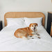 A large dog lying on a white bed with a rattan headboard, highlighting the Paw PupSheets™ Hair Resistant, Antimicrobial, & Cooling Bed Sheet Set - White