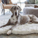 A large dog resting on a Curve White with Brown Accents Paw PupRug Faux Fur Orthopedic Dog Bed in a bright living room setting