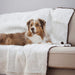 An Australian Shepherd is relaxing on a couch covered with the Paw PupProtector™ Short Fur Waterproof Throw Blanket - Polar White Dog Car Blanket