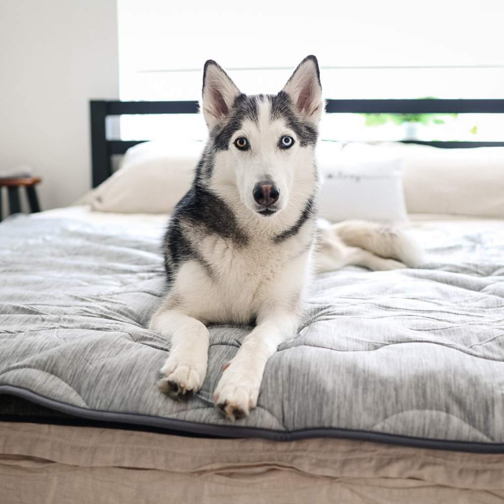 Another image of a Husky lying on a bed covered with the Paw PupChill™ Cooling Waterproof Blanket - Arctic Grey