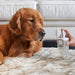 A person holding Paw Marlie Mist Pet Odor Eliminator Spray with Essential Oils - Fresh & Unscented in front of a Golden Retriever lying on a furry rug