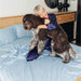 A person in navy pajamas hugs a large dog on a bed with light blue sheets, highlighting the Paw PupSheets™ Hair Resistant, Antimicrobial, & Cooling Bed Sheet Set - Sky Blue