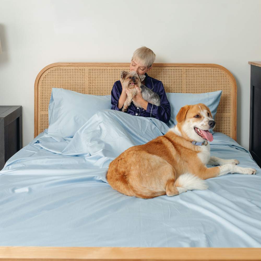 A person sits on a bed holding a small dog with a large dog lying beside them, illustrating the comfort of the Paw PupSheets™ Hair Resistant, Antimicrobial, & Cooling Bed Sheet Set - Sky Blue