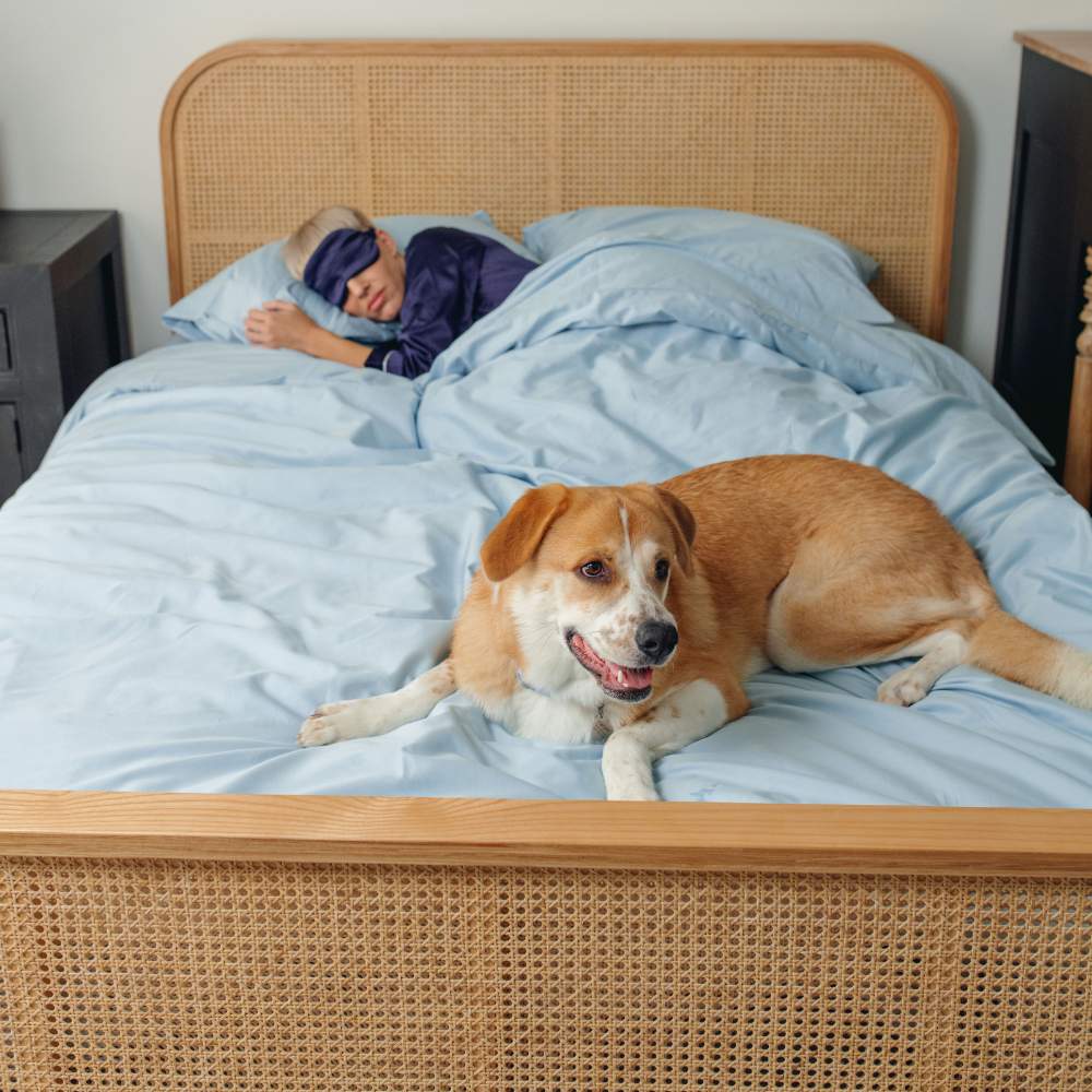 A person sleeps while a happy dog lies on the bed covered with the Paw PupSheets™ Hair Resistant, Antimicrobial, & Cooling Duvet Cover and Sham Set - Sky Blue