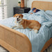 A person sleeps with a dog at the foot of a bed covered with the Paw PupSheets™ Hair Resistant, Antimicrobial, & Cooling Duvet Cover and Sham Set - Sky Blue