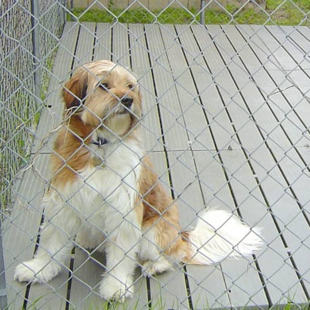 A small, brown and white dog sitting inside a fenced enclosure on Kennel Deck Dog Kennel Flooring