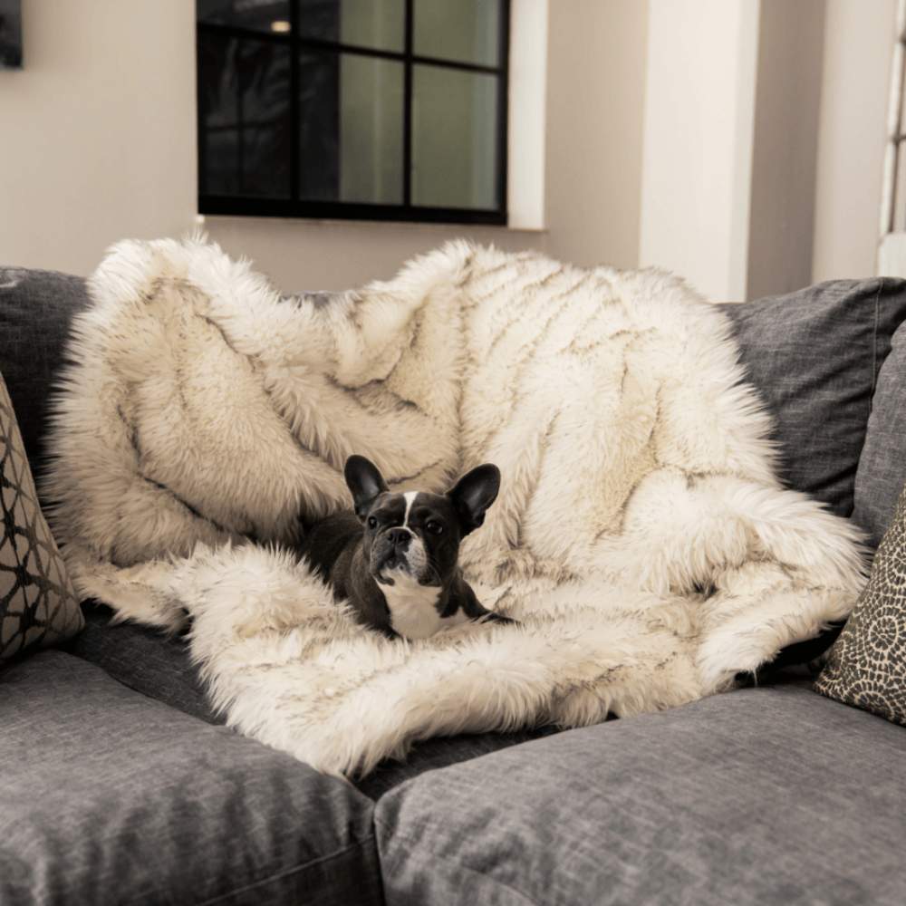 A small black and white dog is comfortably lying on a couch covered with the Paw PupProtector™ Waterproof Throw Blanket - White with Brown Accents