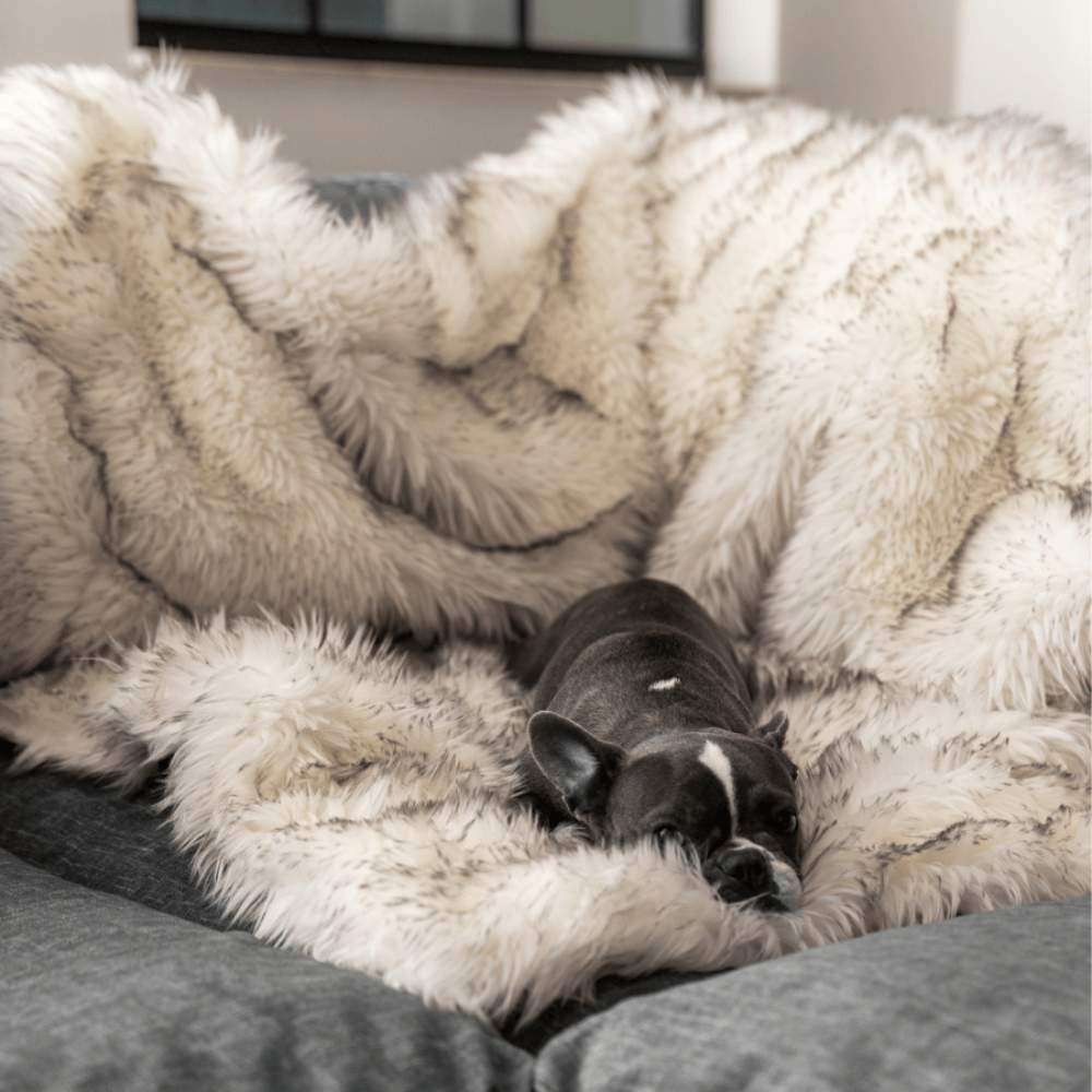 A small black and white dog is napping on a sofa with the Paw PupProtector™ Waterproof Throw Blanket - White with Brown Accents