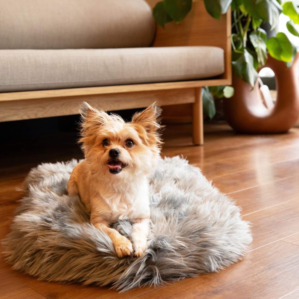 A small brown dog is sitting happily on the Curve Charcoal Grey Paw PupRug Faux Fur Orthopedic Dog Bed in a modern living room