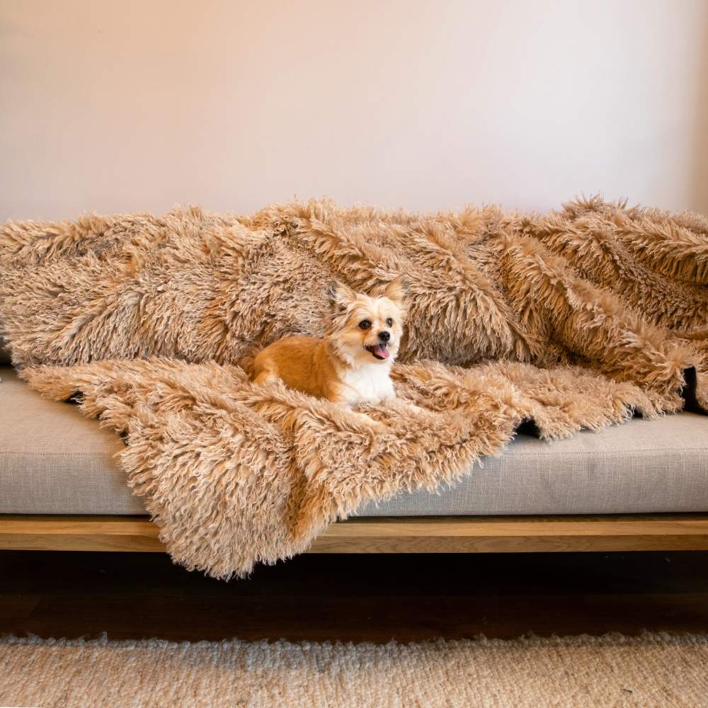 A small brown dog is sitting on a couch covered with the Paw PupProtector™ Waterproof Throw Blanket - Plush Sheep