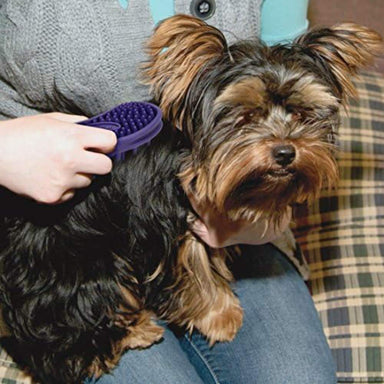 A small dog being gently brushed with the Coastal Pet Products Li'l Pals Soft Tip Massager Dog Brush, held by a person in their hand