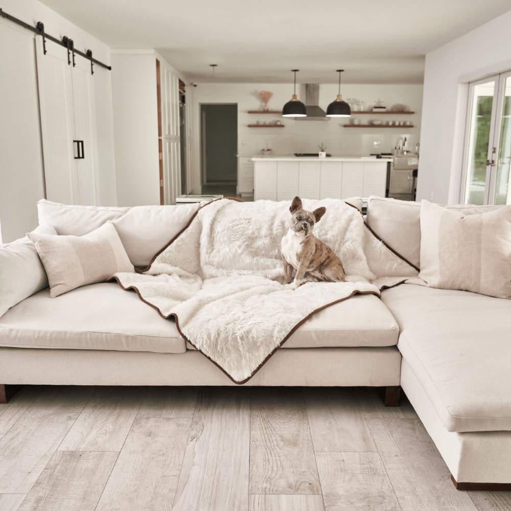 A small dog is sitting on a couch covered with the Paw PupProtector™ Short Fur Waterproof Throw Blanket - Polar White in a cozy living space
