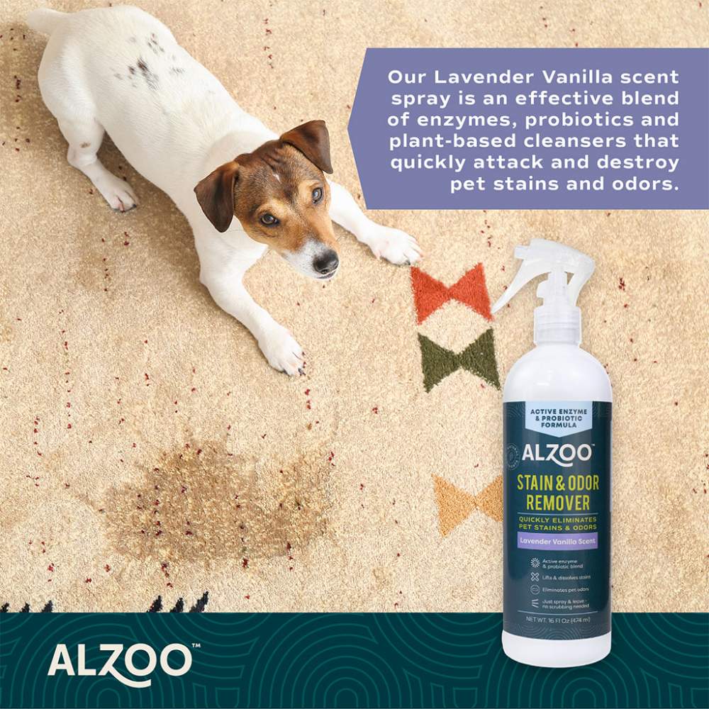 A small dog lies on a carpet next to a spray bottle of ALZOO Enzyme-Based Stain & Odor Remover Spray 16oz - Lavender Vanilla